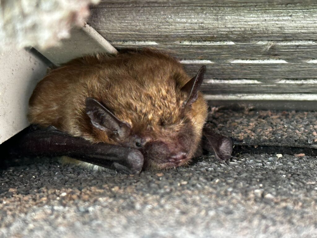 Walker Wildlife Removal