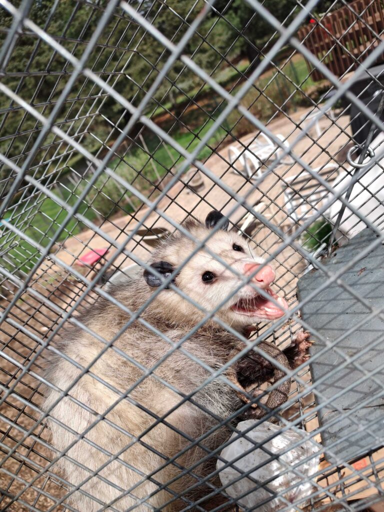 Walker Wildlife Removal