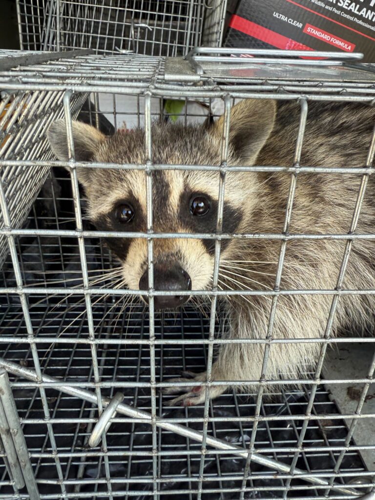 Walker Wildlife Removal