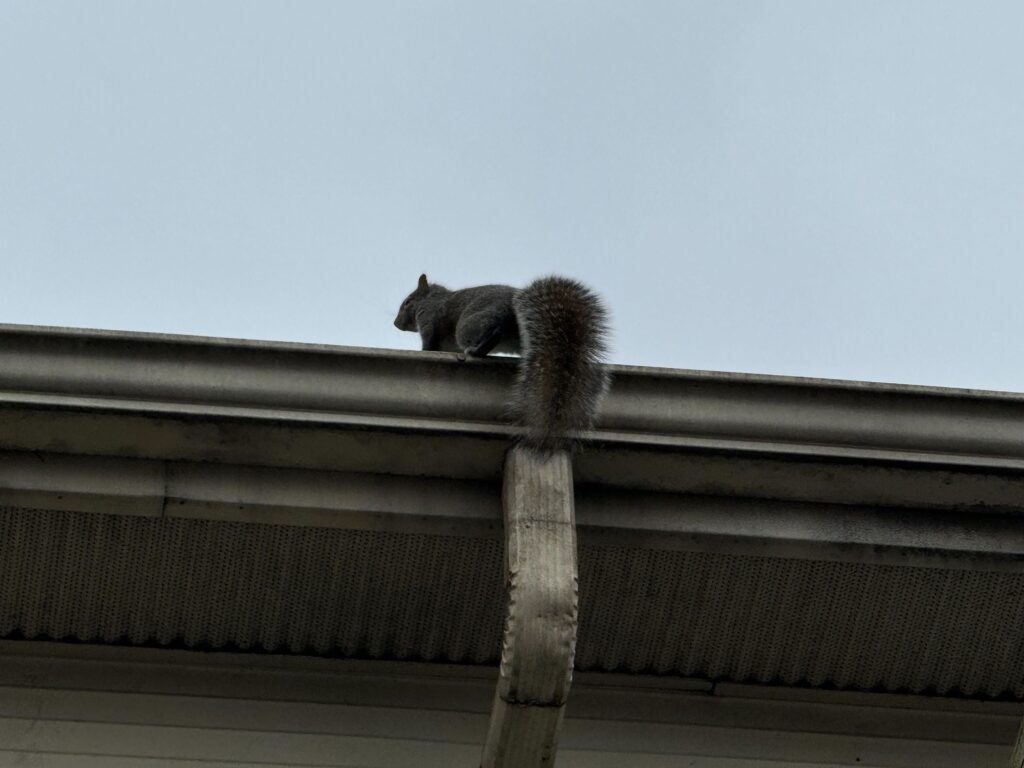 Walker Wildlife Removal