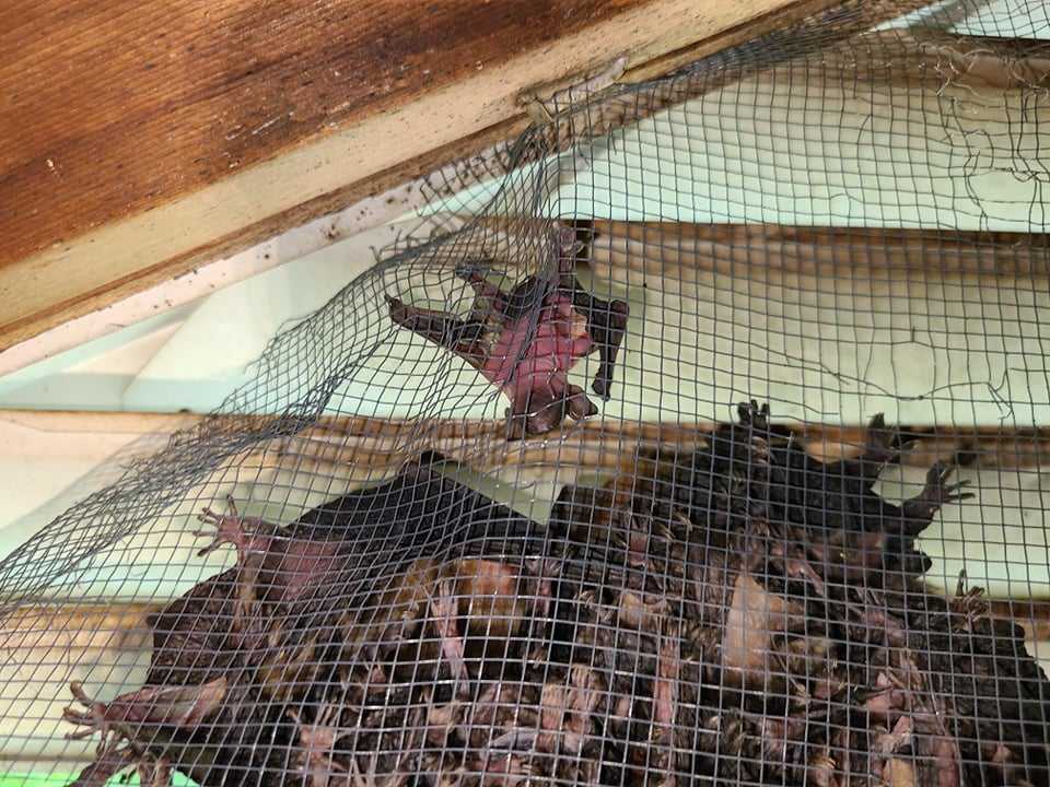 Walker Wildlife Removal
